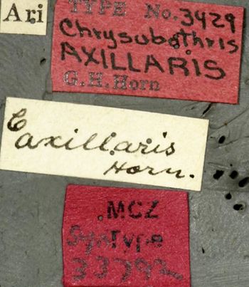 Media type: image;   Entomology 33792 Aspect: labels